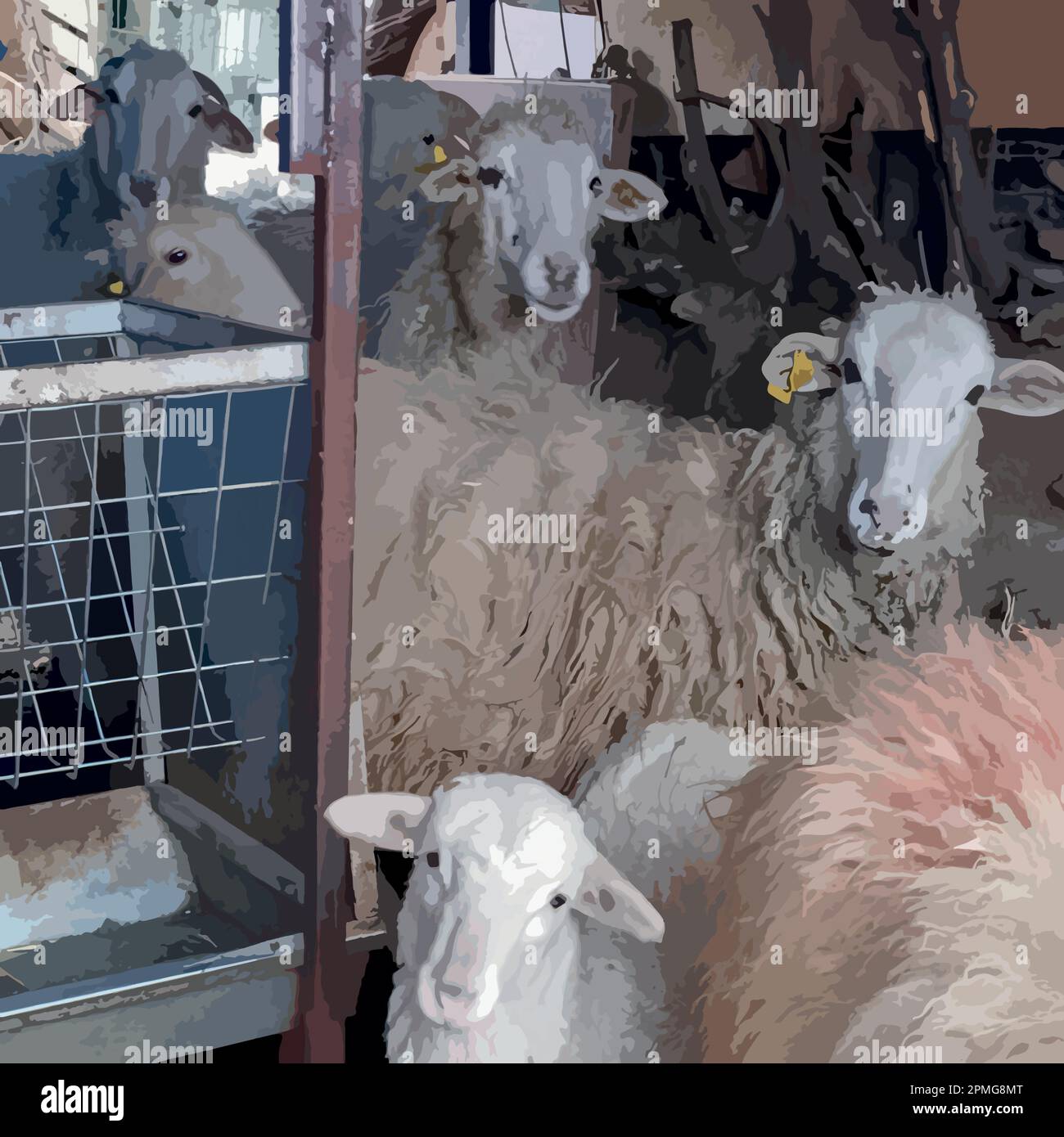 farm animals. sheep in the barn Stock Vector Image & Art Alamy