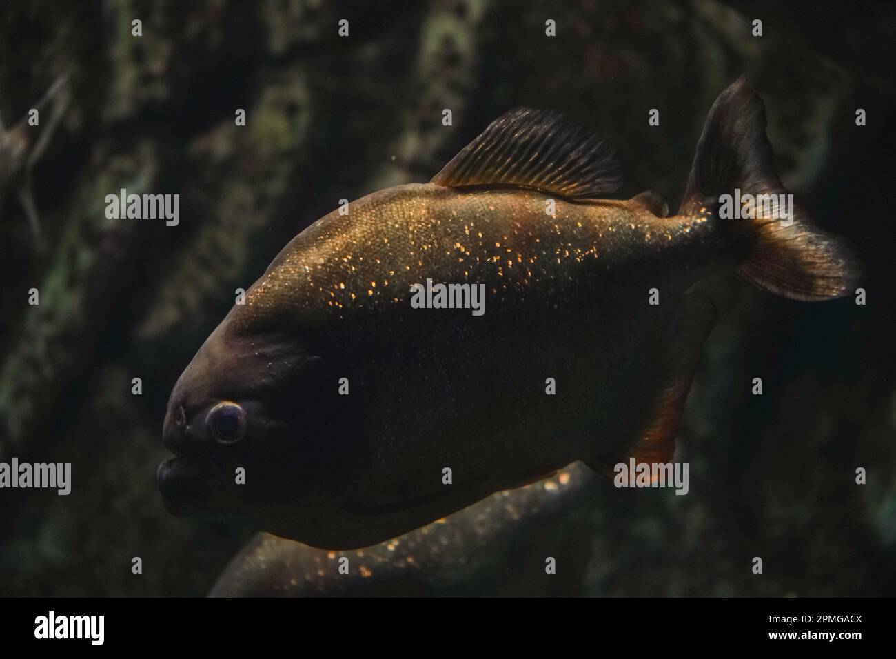 A flock of piranhas. Redbellied piranha. Meateating fish representing