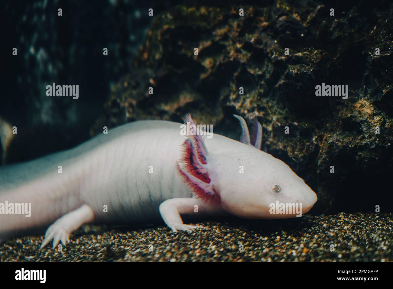 Axolotl, Mexican walking fish, salamander, tiger salamander. A pink albino axolotl in an aquarium, local pet store or pet store. Triton of white color Stock Photo