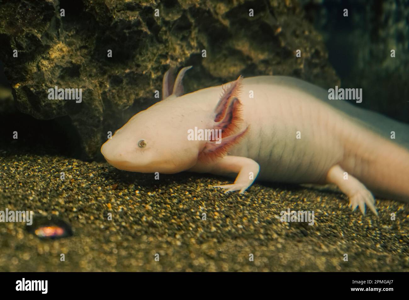 Axolotl, Mexican walking fish, salamander, tiger salamander. A pink albino axolotl in an aquarium, local pet store or pet store. Triton of white color Stock Photo