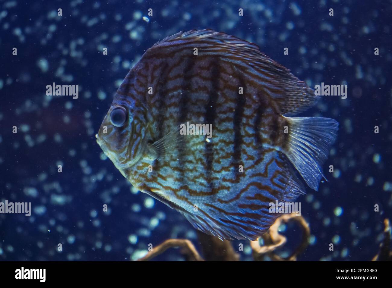 Discus, colorful cichlids in the aquarium, freshwater fish that lives in the Amazon basin. Colored, bright fish in the aquarium. A variety of marine f Stock Photo