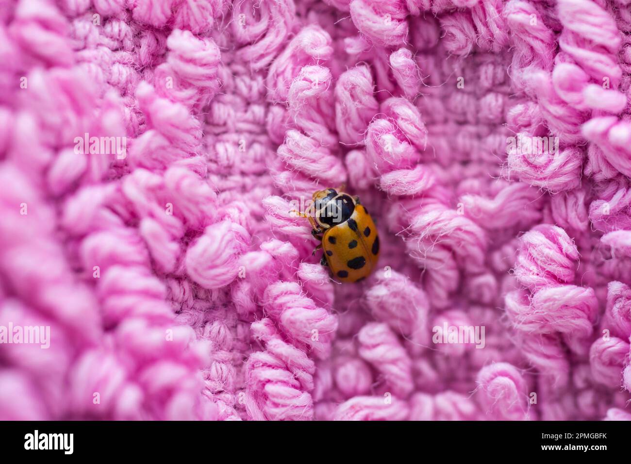 Variegated Lady Beetle on pink cloth, Hippodamia Variegata Stock Photo