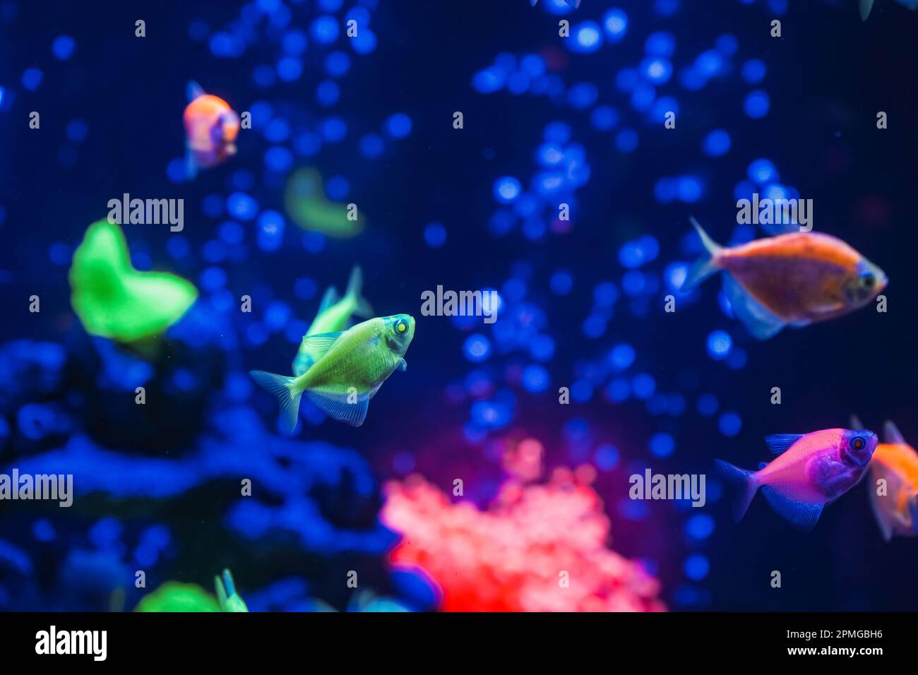 Color & Blurred Aquarium Backgrounds 