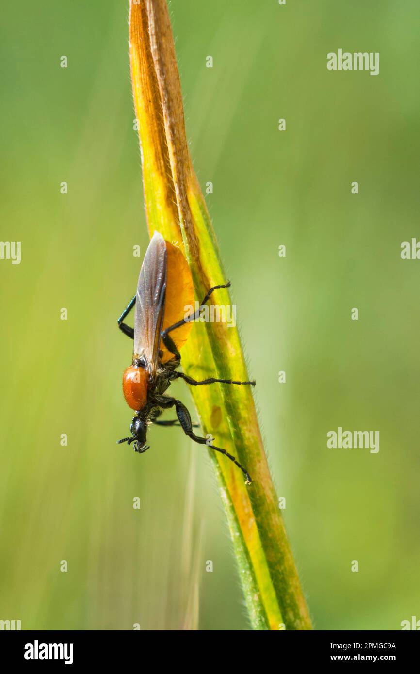 Female marchfly on a leaf, Bibio Hortulanus, garden march fly Stock Photo Alamy