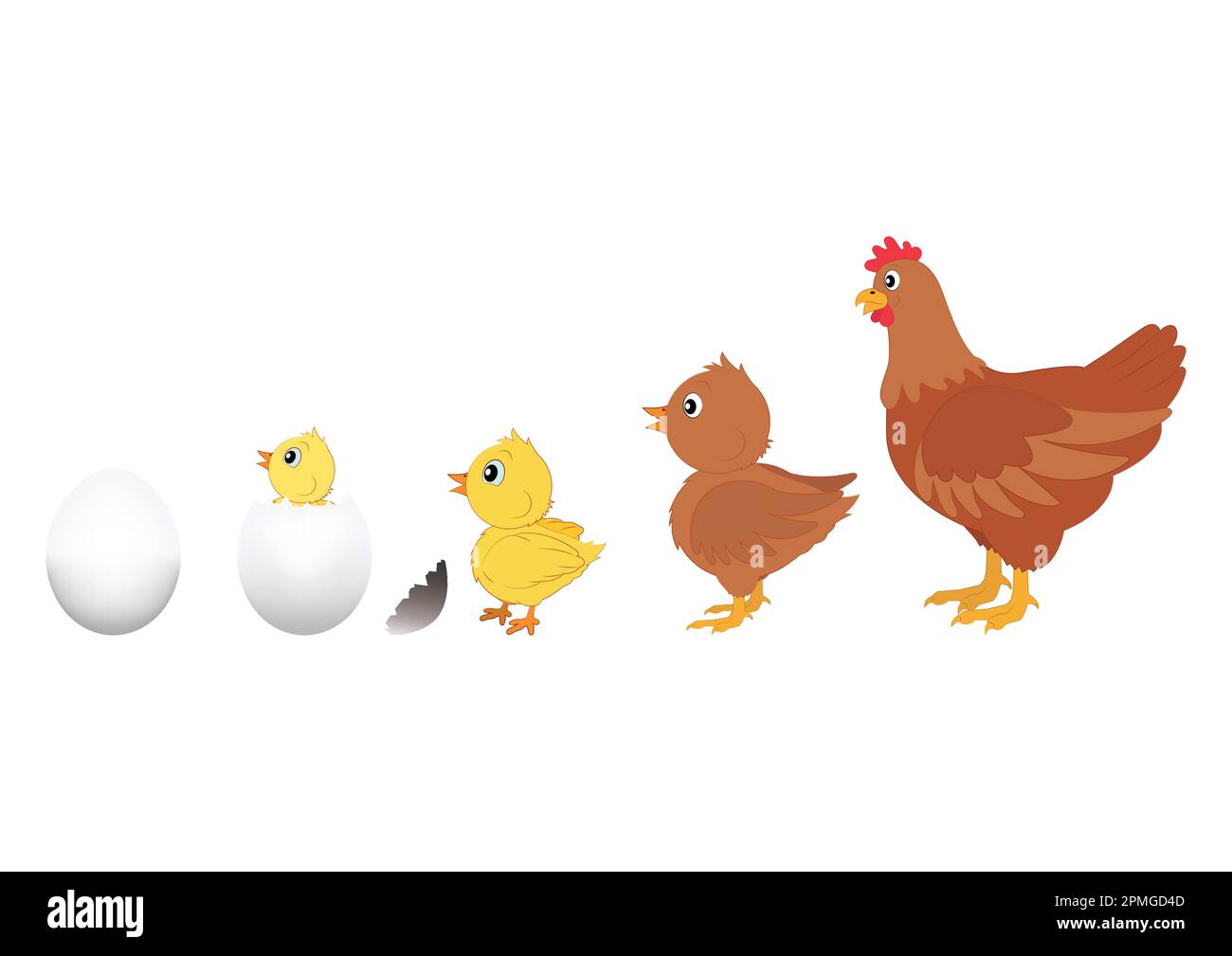 Chicken Evolution. Vector Illustration of Chicken Evolution. Egg, chicken, hen Stock Vector