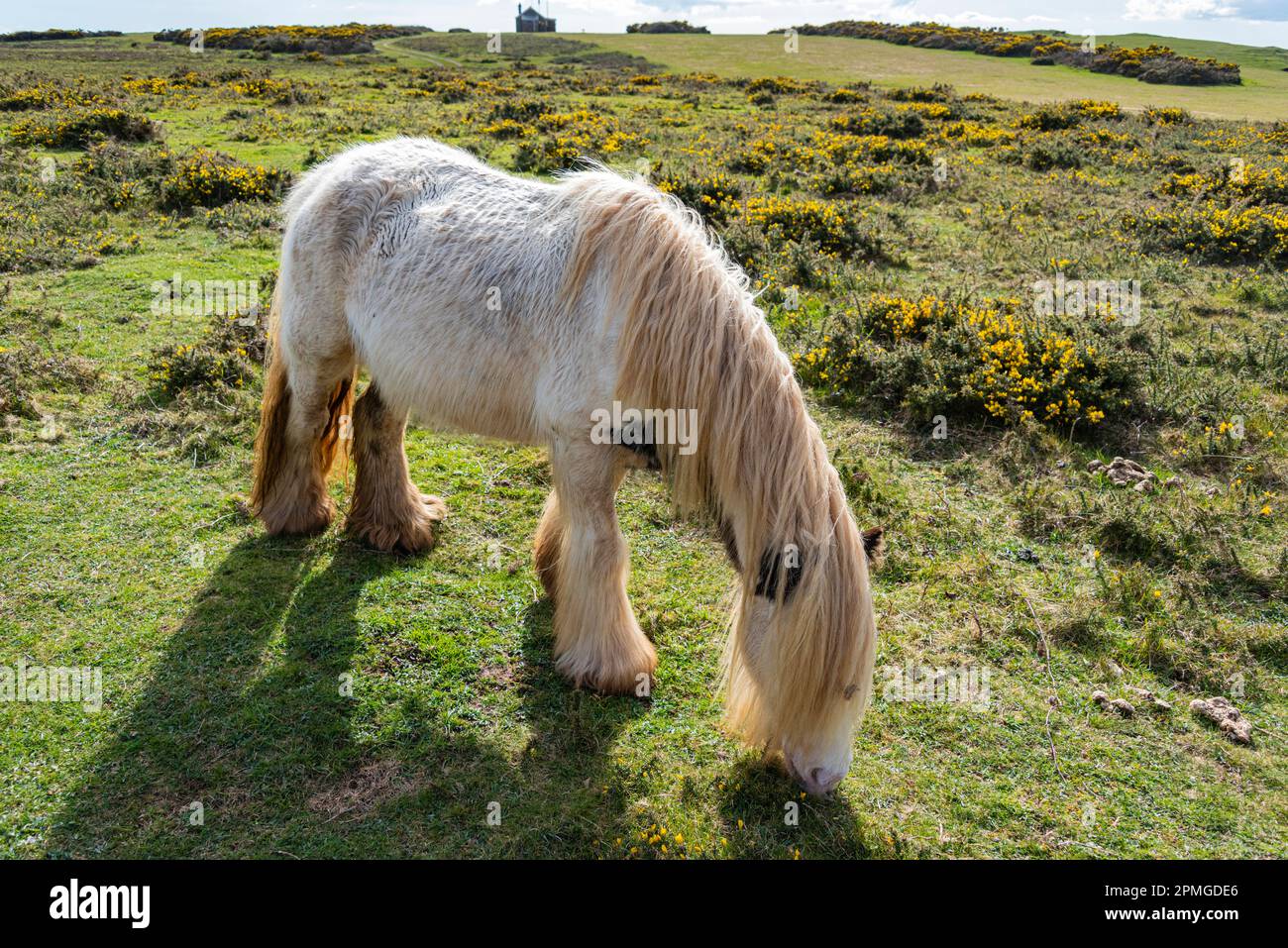 Gower Ponies on a bright Spring day: Phillip Roberts Stock Photo - Alamy