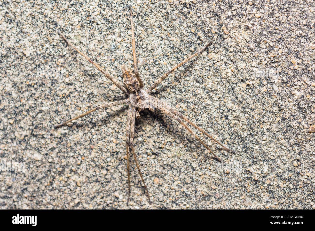 Camouflaged spider on a granulated wall Stock Photo