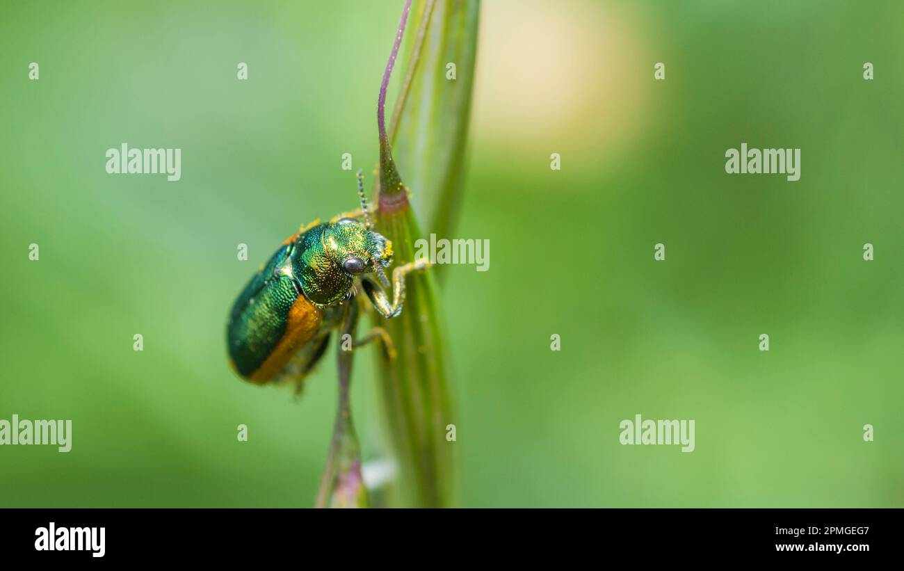 Case-bearing leaf beetle, Smaragdina Limbata Stock Photo