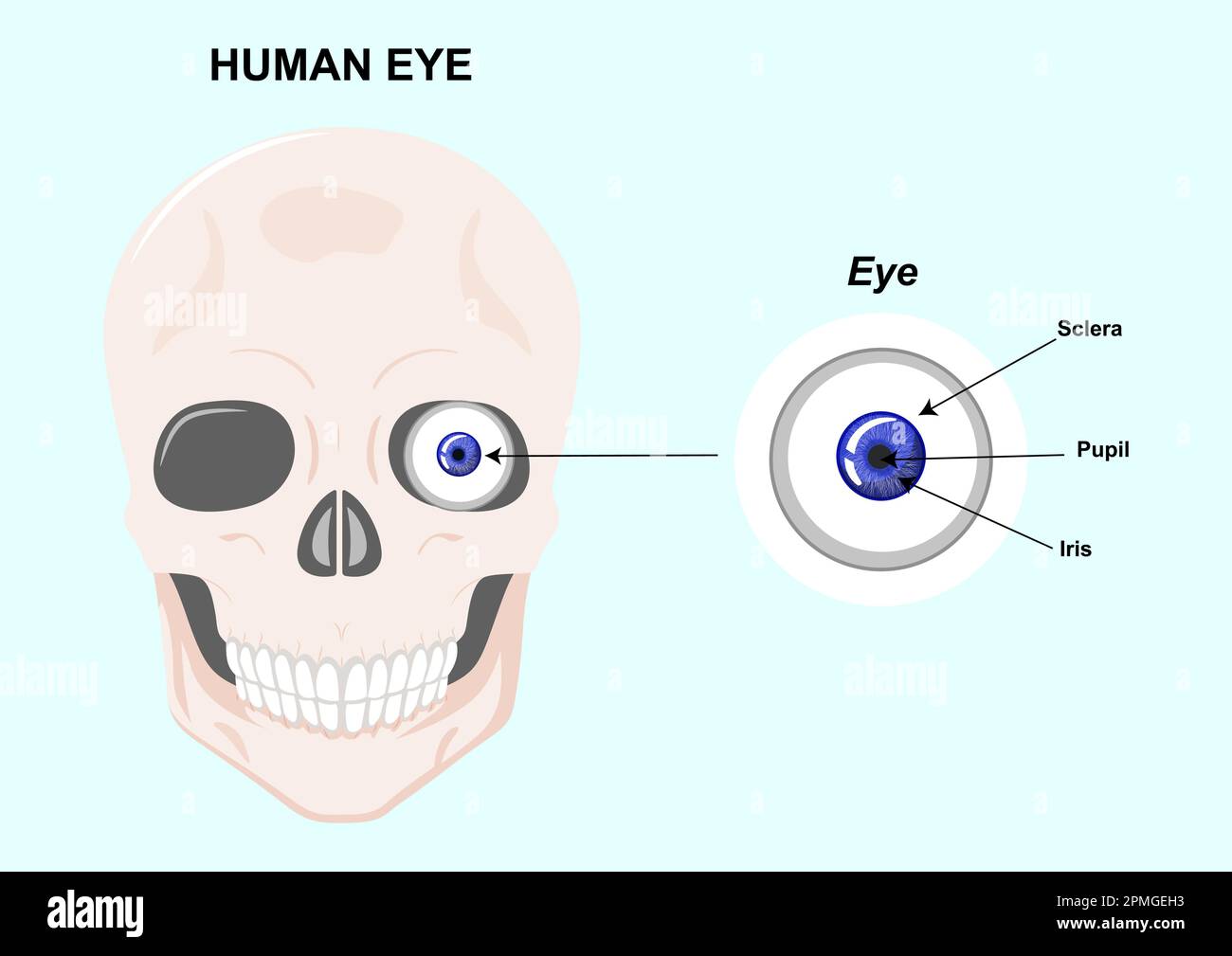 Components of the human eye. Vector Illustration of human eye anatomy Stock Vector