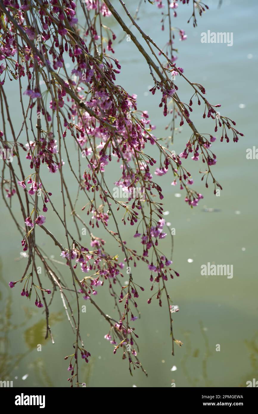 Pink spring blossom of ornamental cherry tree Prunus × subhirtella 'Pendula Plena Rosea in UK garden April Stock Photo