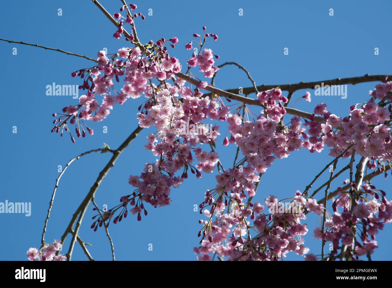 Pink spring blossom of ornamental cherry tree Prunus × subhirtella 'Pendula Plena Rosea in UK garden April Stock Photo