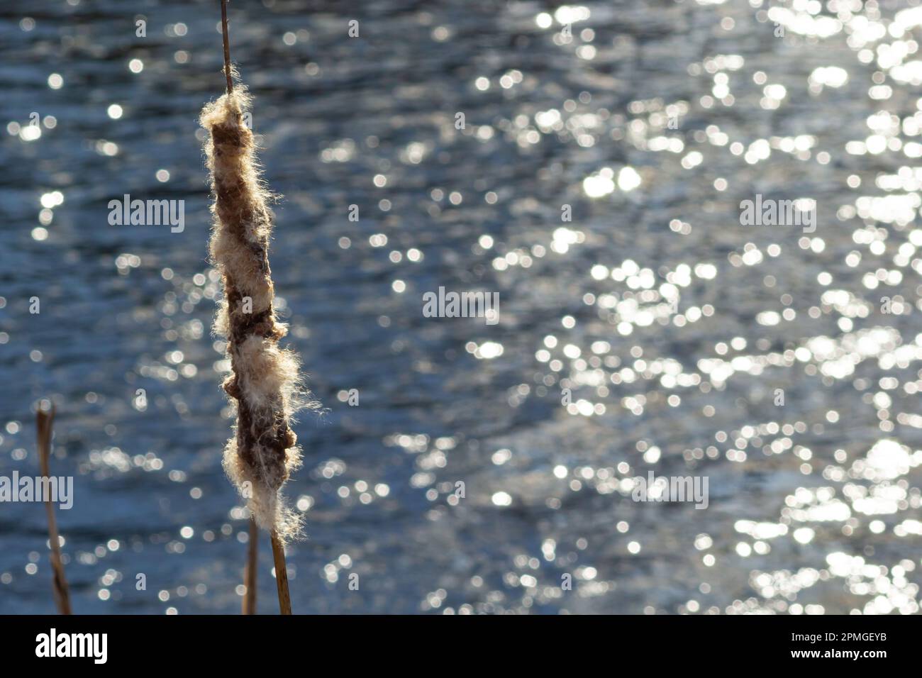 Cattails bulrush Typha latifolia beside river. Closeup of blooming ...