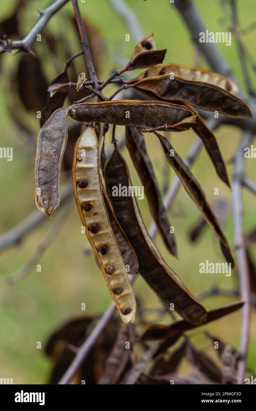 Black locust seeds hanging and dry so that the black seed fall out