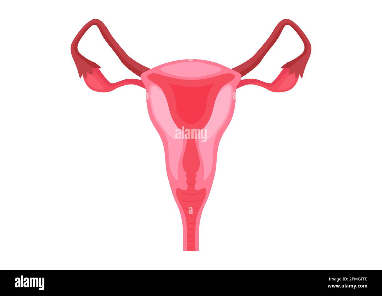 Female reproductive systems on a white background. Vector illustration of female reproductive systems Stock Vector