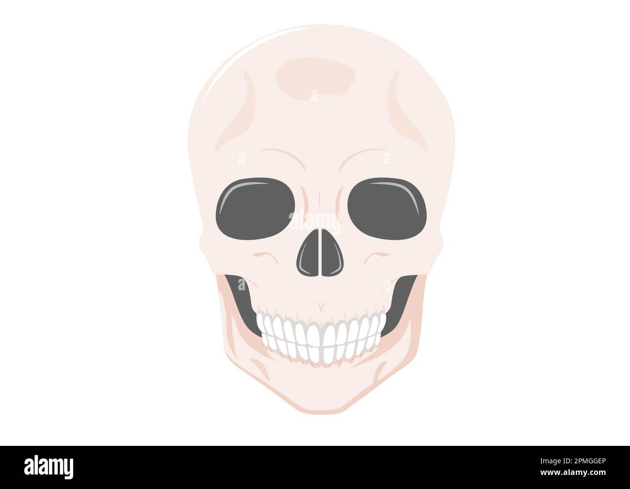 Human skull full face isolated on white background. Vector illustration of human skull Stock Vector