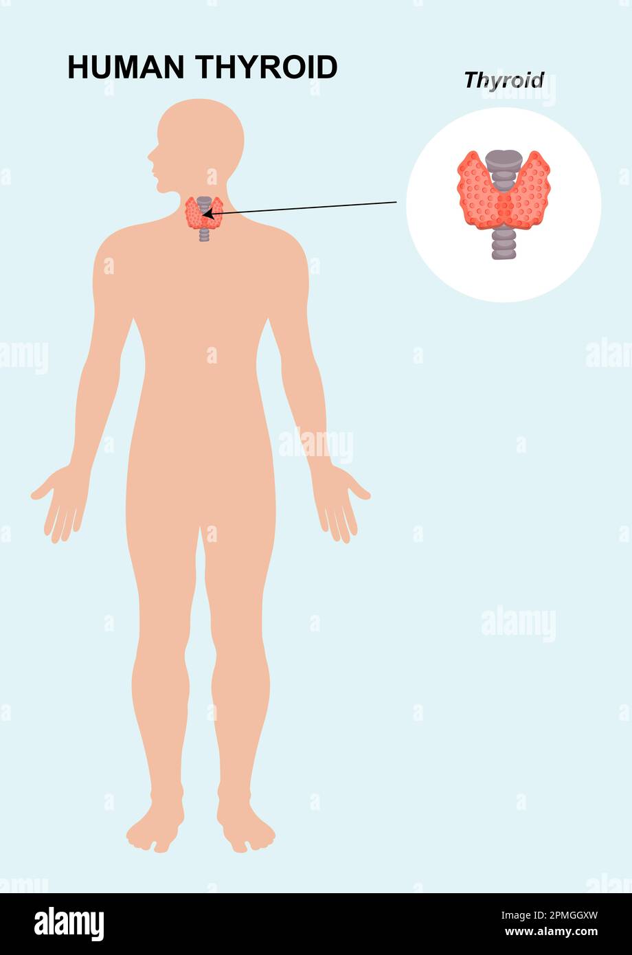 Human Thyroid Organ Anatomy Vector illustration Stock Vector