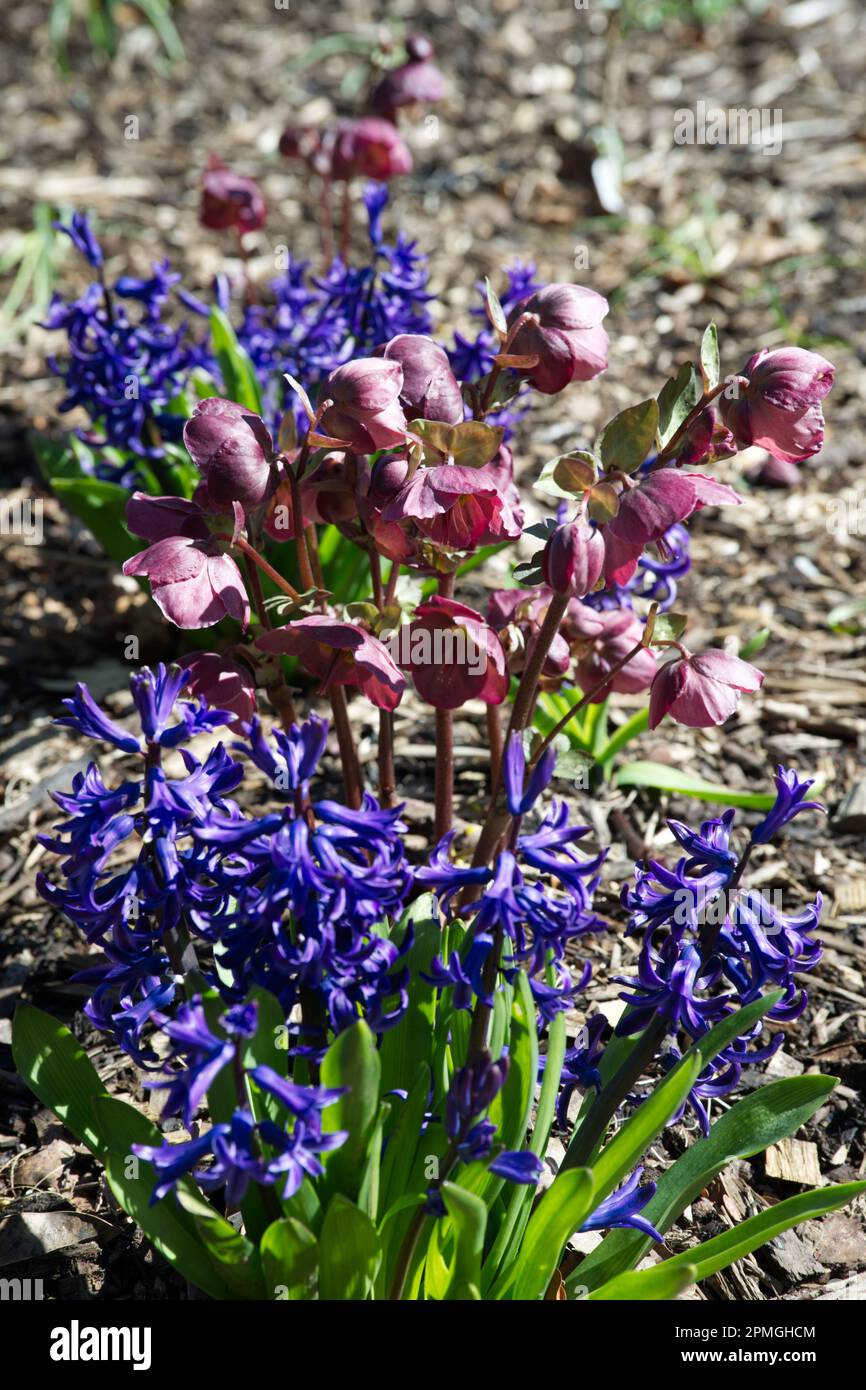 Blue spring flowers of fragrant Hyacinth multiflora Blauw and