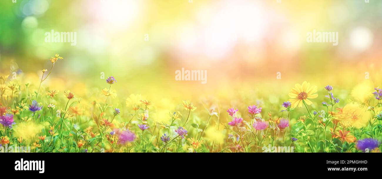 Summer spring natural flower background banner. Wildflowers on bright sunny day with beautiful bokeh. Sunny garden in sunlight on nature outdoors. wid Stock Photo