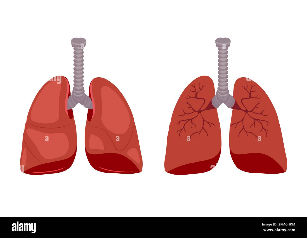 Medical Biology of Lung Diagram. Vector illustration isolated on white ...