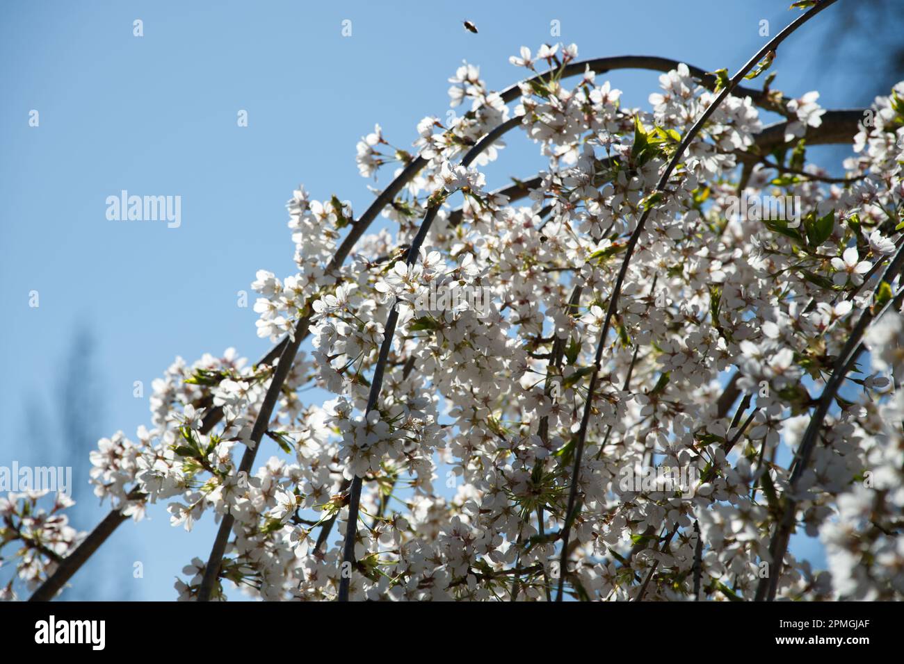 White spring blossom of ornamental weeping yoshino cherry tree prunus x