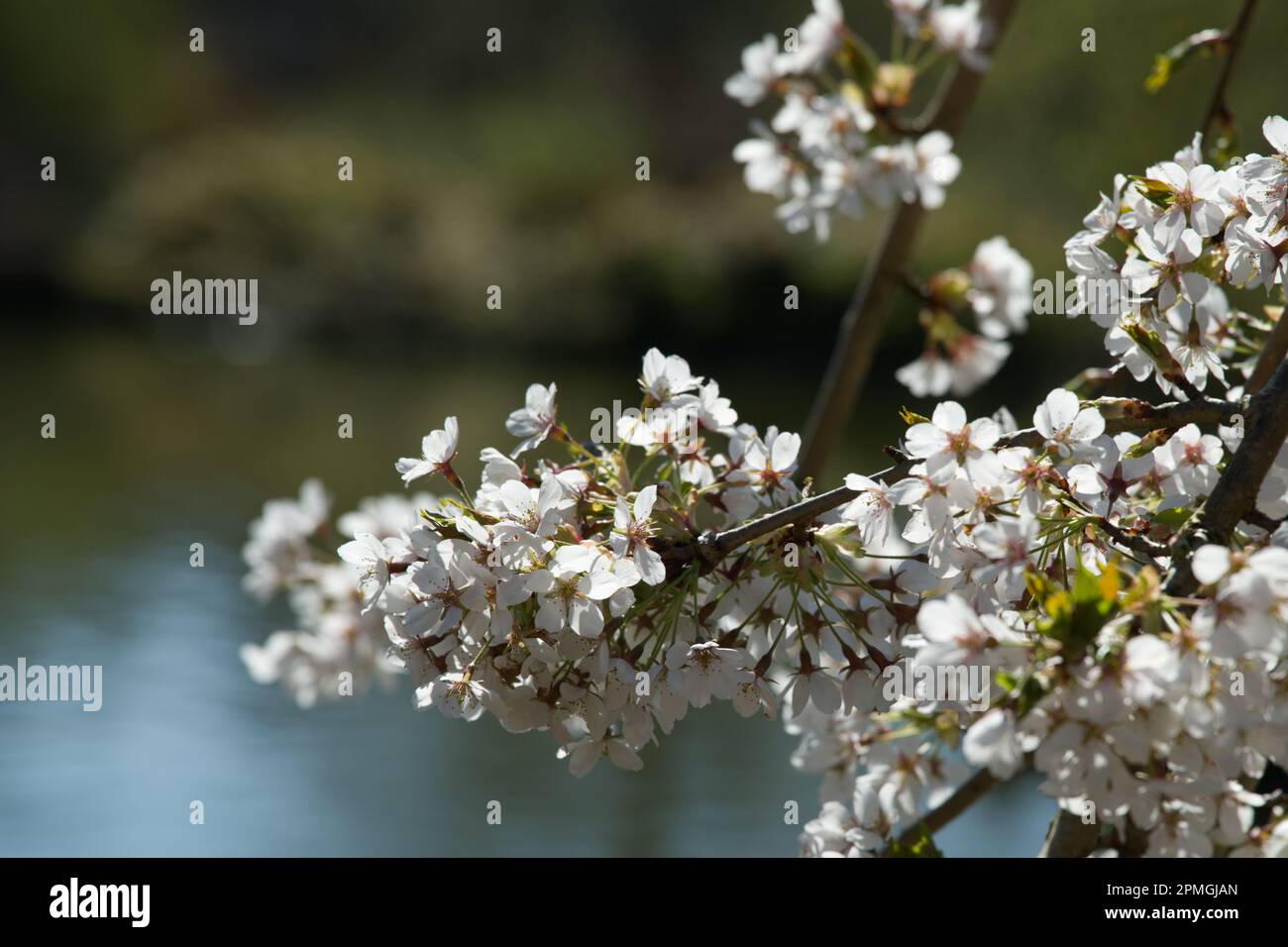 White spring blossom of ornamental weeping yoshino cherry tree prunus x