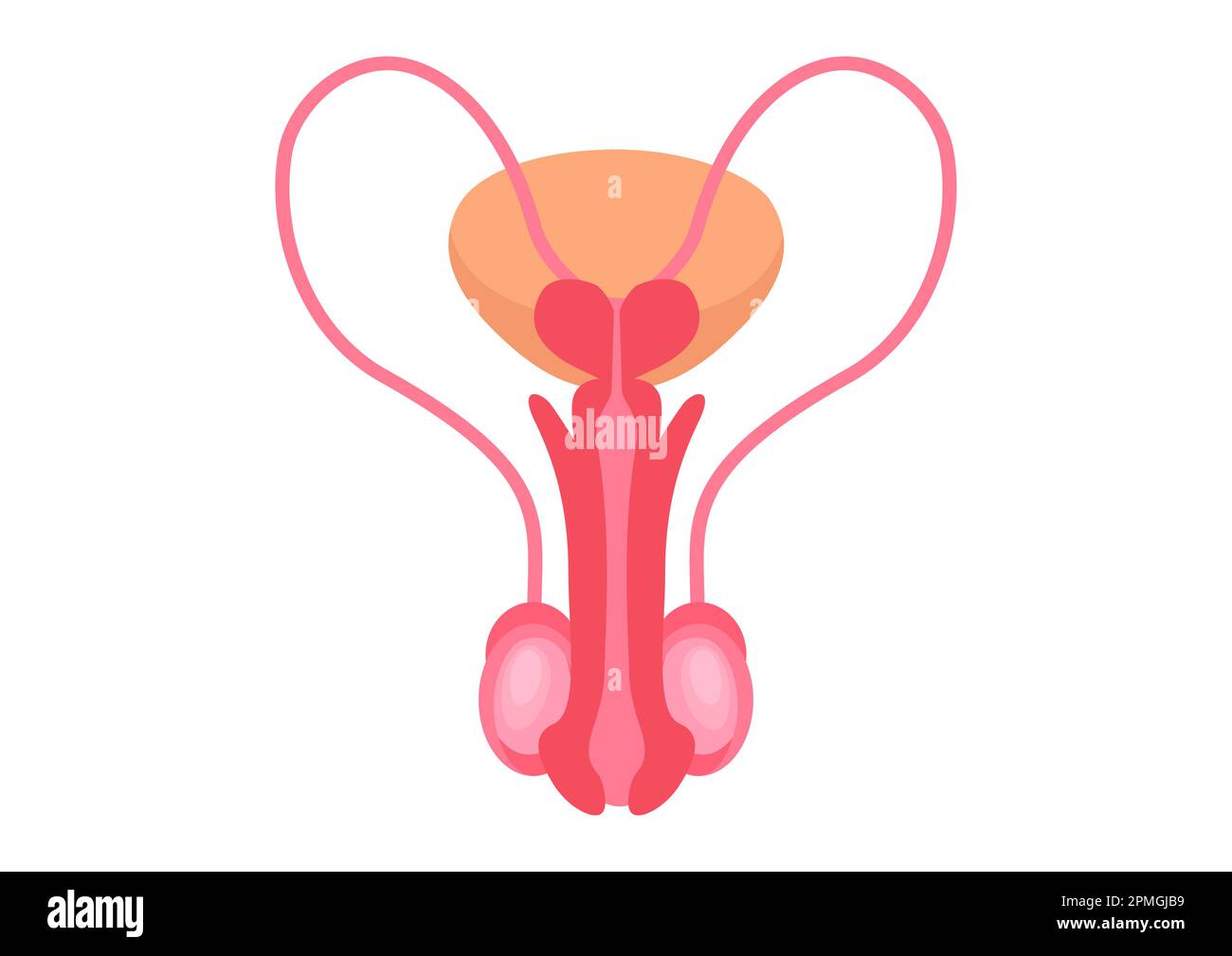 Male reproductive systems on a white background. Vector illustration of male reproductive systems Stock Vector