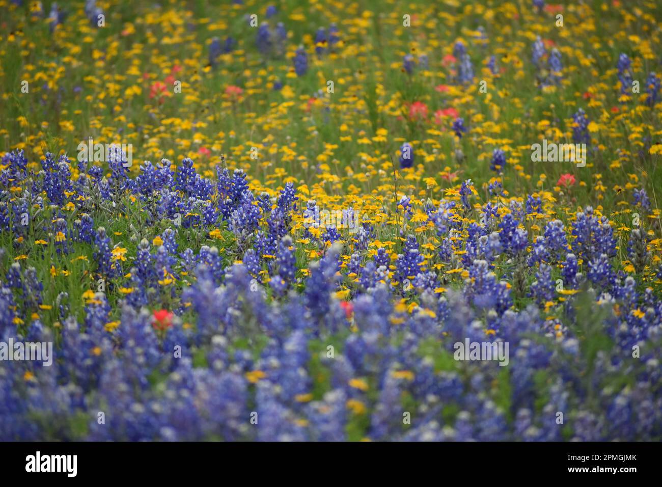 Yellow roadside wildflowers hi-res stock photography and images - Alamy