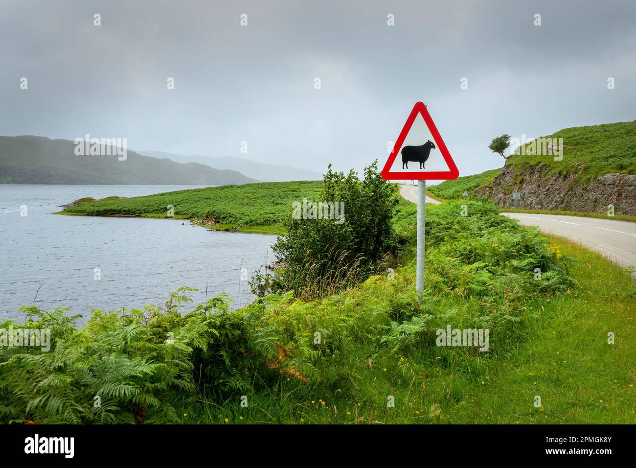 Warning sheep roadsign near Loch Assynt, North West Highlands, Scotland, UK Stock Photo