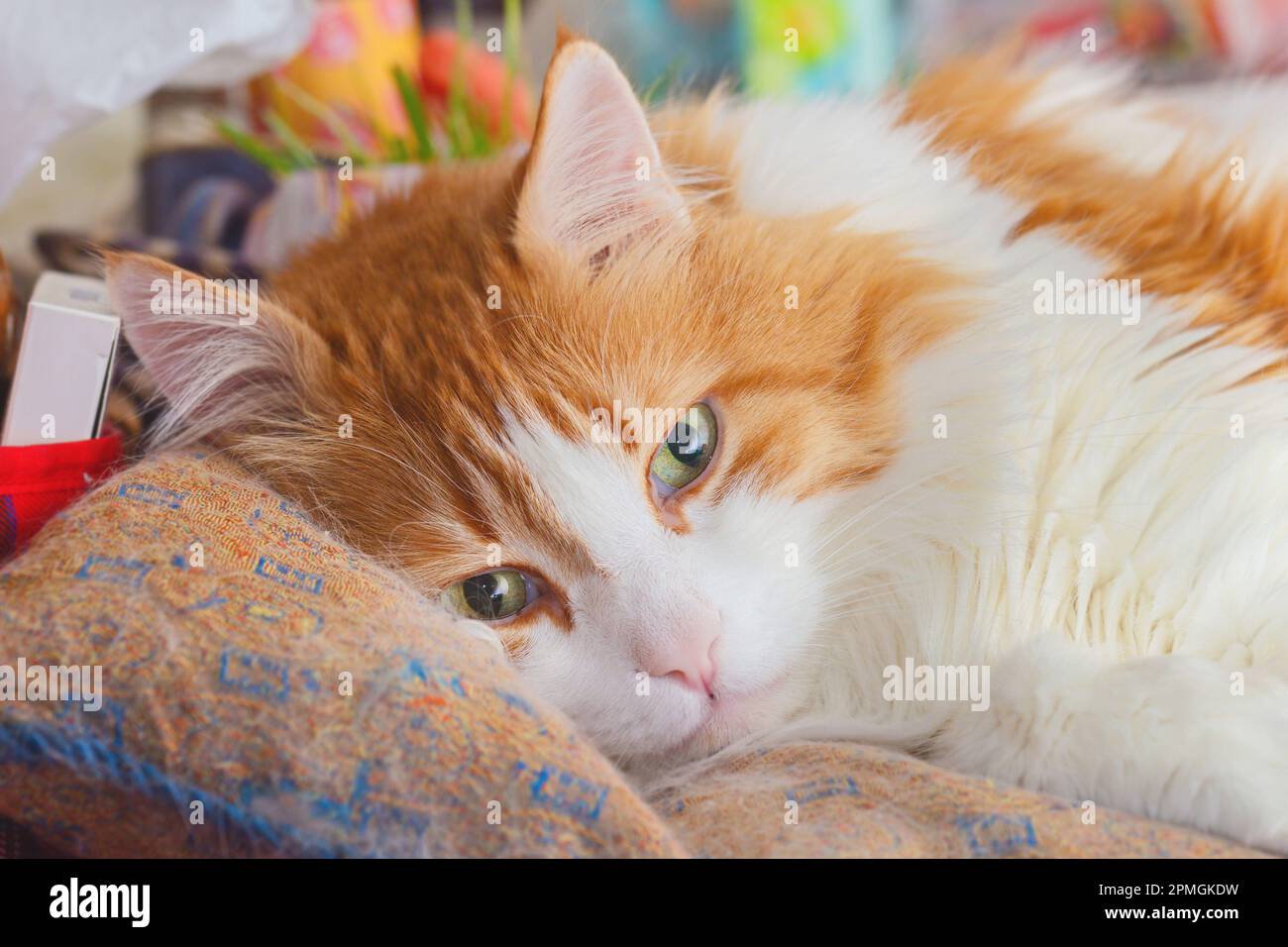 Real adult beautiful white and red cat lies in thought Stock Photo