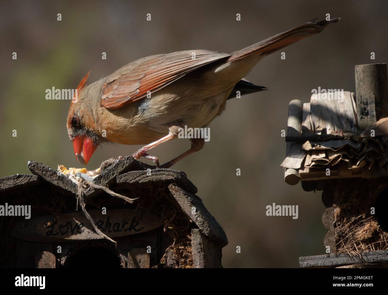 Northern Cardinal on a backyard bird feeder Stock Photo Alamy