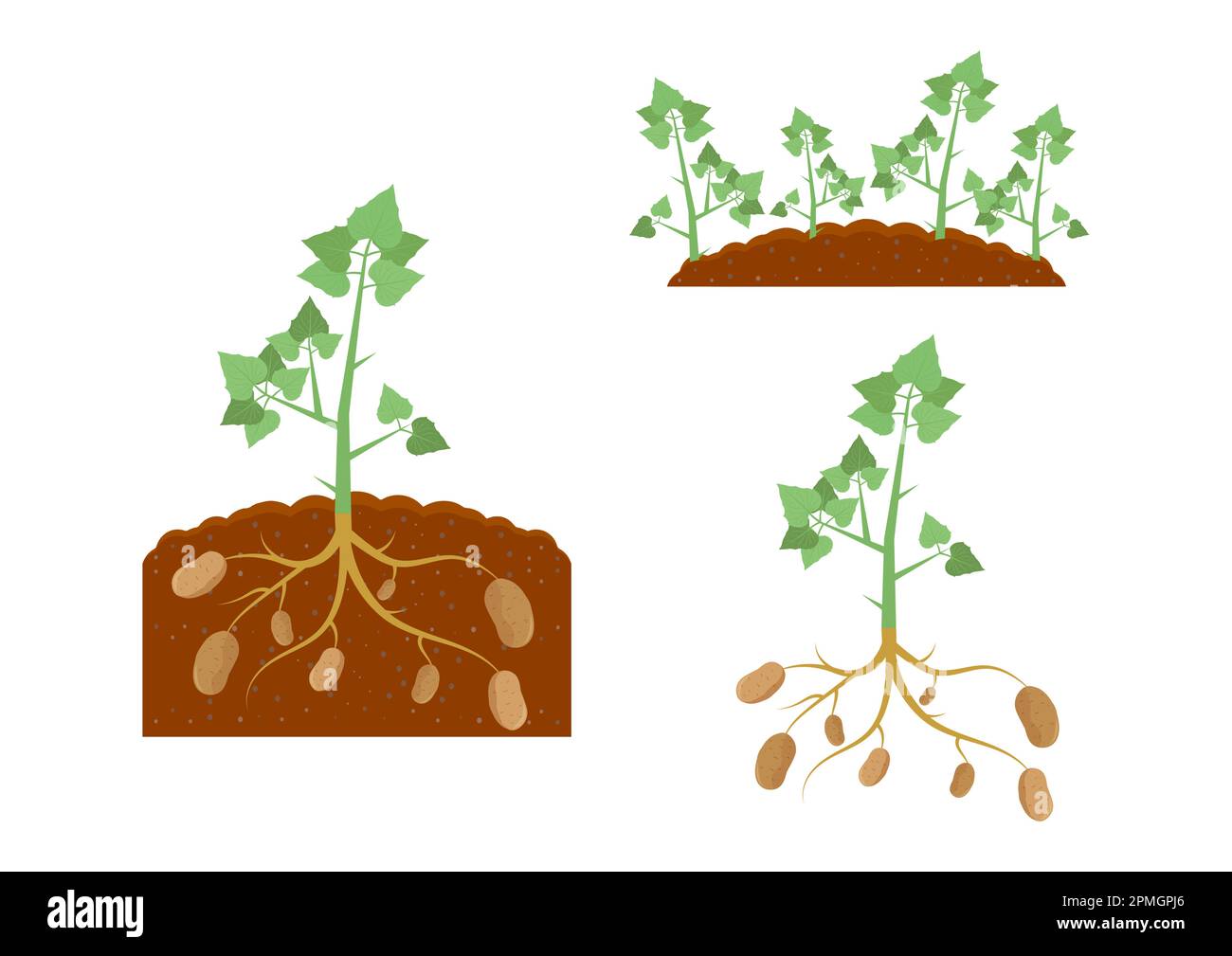 Potato Plant and Potato Plant under the Ground Stock Vector Image & Art ...
