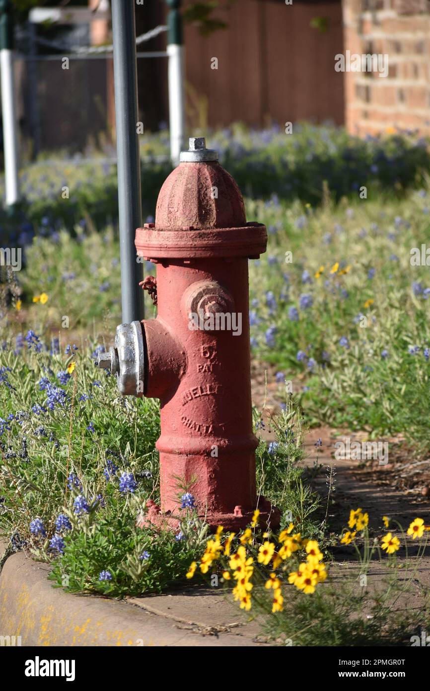 Fire Hydrant surrounded by wildflowers in downtown Mason Texas Stock
