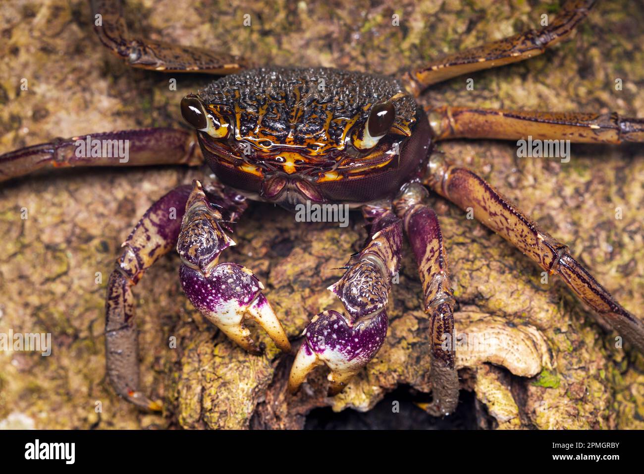 Nocturnal purple climber crab foraging on a tree trunk in a tropical mangrove forest in Singapore Stock Photo