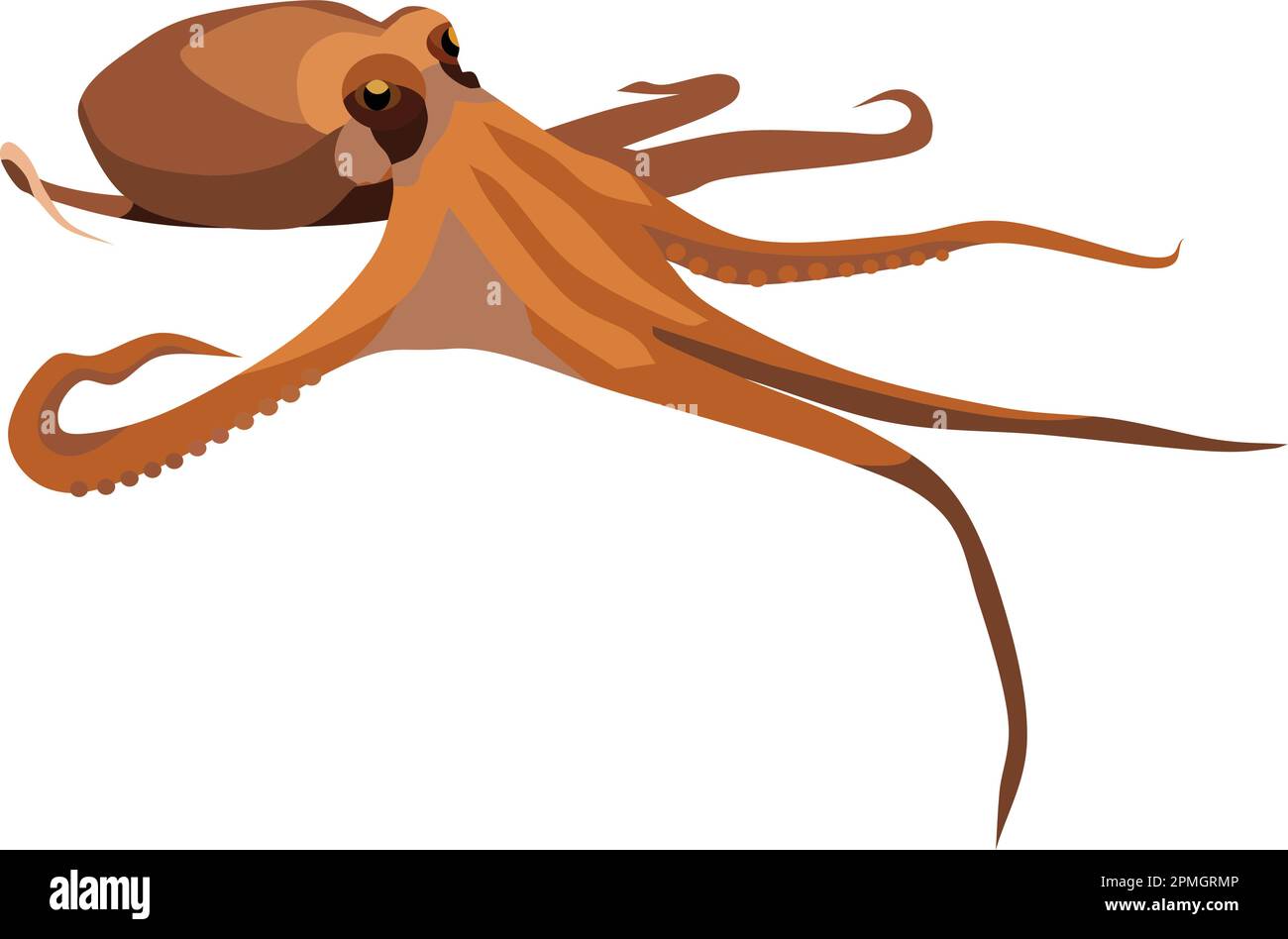 Octopus anatomy Stock Vector Images Alamy