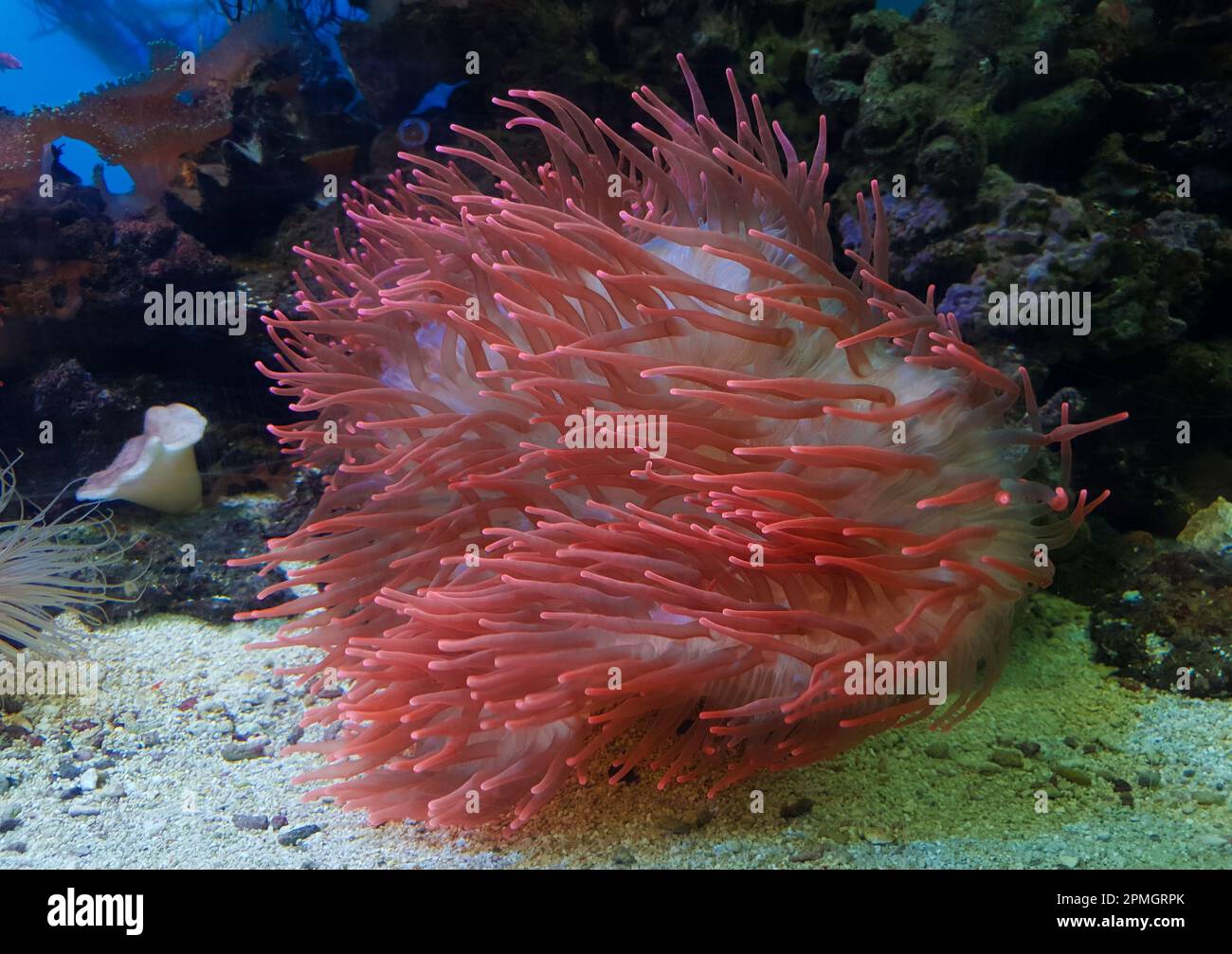 underwater image of an Actiniaria - Sea Anemone, coral Stock Photo