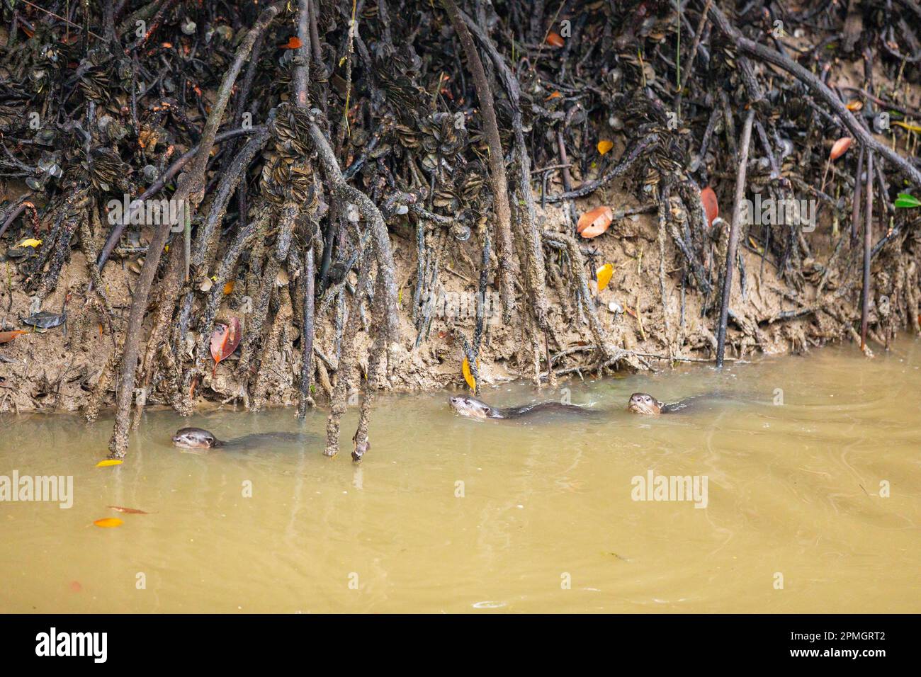 A family of smooth coated otter swimming between the stilt roots of a mangrove tree, Singapore Stock Photo