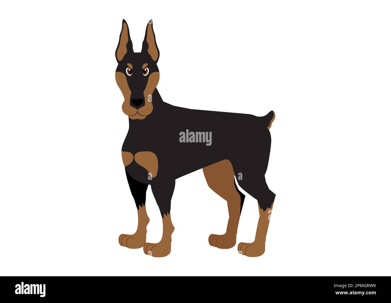 Vector illustration of doberman dog on white background Stock Vector