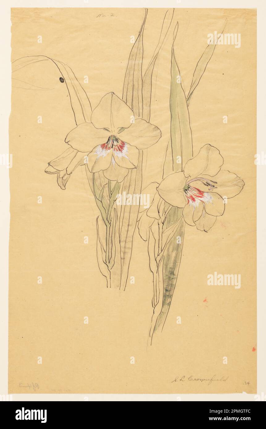 Drawing, Study of Amaryllises; Designed by Sophia L. Crownfield (American, 1862–1929); USA; pen and ink, brush and watercolor, graphite on tracing paper; 47.9 × 30.8 cm (18 7/8 × 12 1/8 in.) Mat: 55.9 × 40.6 cm (22 × 16 in.) Stock Photo