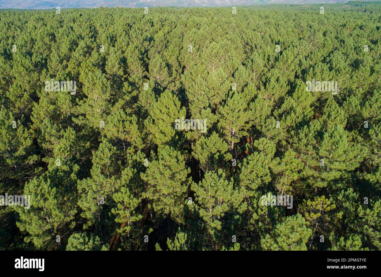 Aerial view golden pine hi-res stock photography and images - Alamy