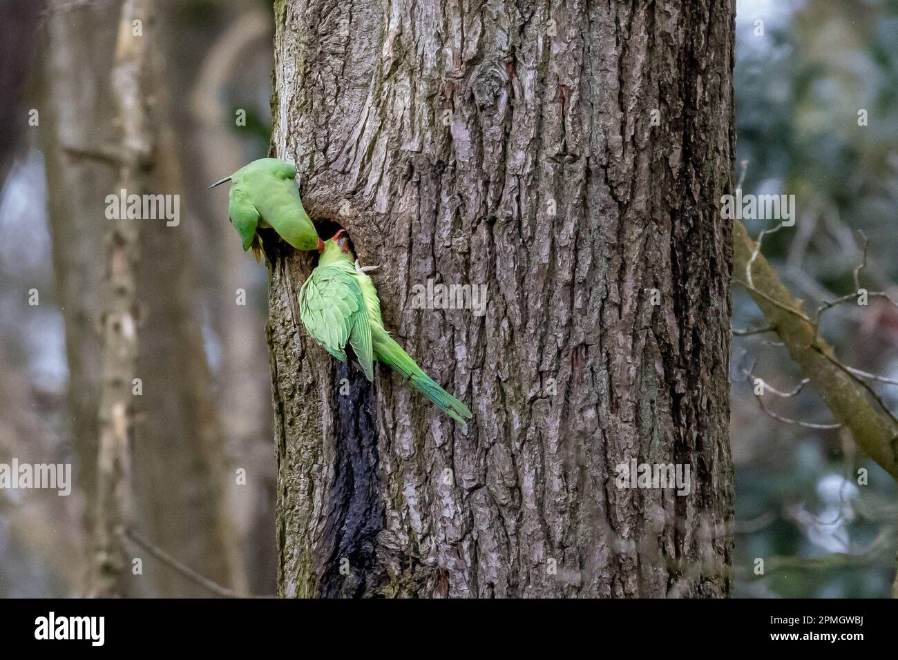 UK wildlife - 13 April 2023 - Ring Necked Parakeets (Psittacula krameri) that have taken up residence in the North of England are looking for nesting sites and taking part in courtship behaviour, Northcliffe Woods, Bradford, West Yorkshire, England, UK.  Credit: Rebecca Cole/Alamy Live News Stock Photo