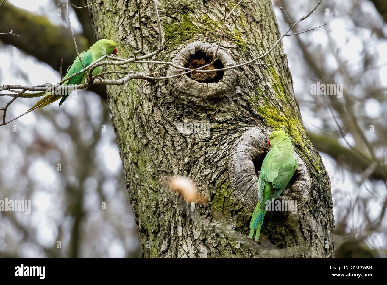 UK wildlife - 13 April 2023 - Ring Necked Parakeets (Psittacula krameri) that have taken up residence in the North of England are looking for nesting sites and taking part in courtship behaviour, Northcliffe Woods, Bradford, West Yorkshire, England, UK.  Credit: Rebecca Cole/Alamy Live News Stock Photo
