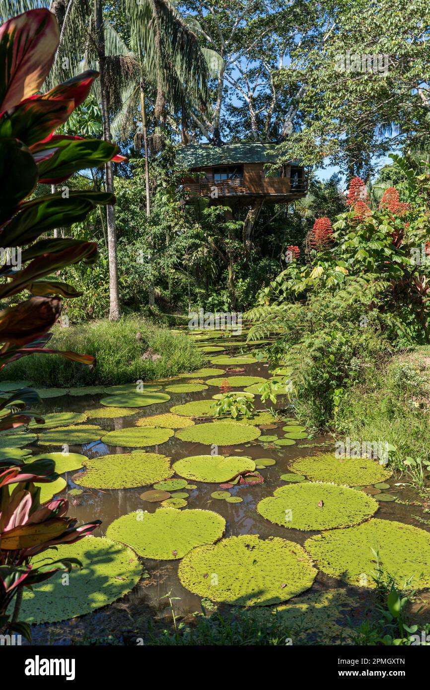 Victoria amazonica is the second largest water lilly and is native to the Amazon Basin Stock Photo