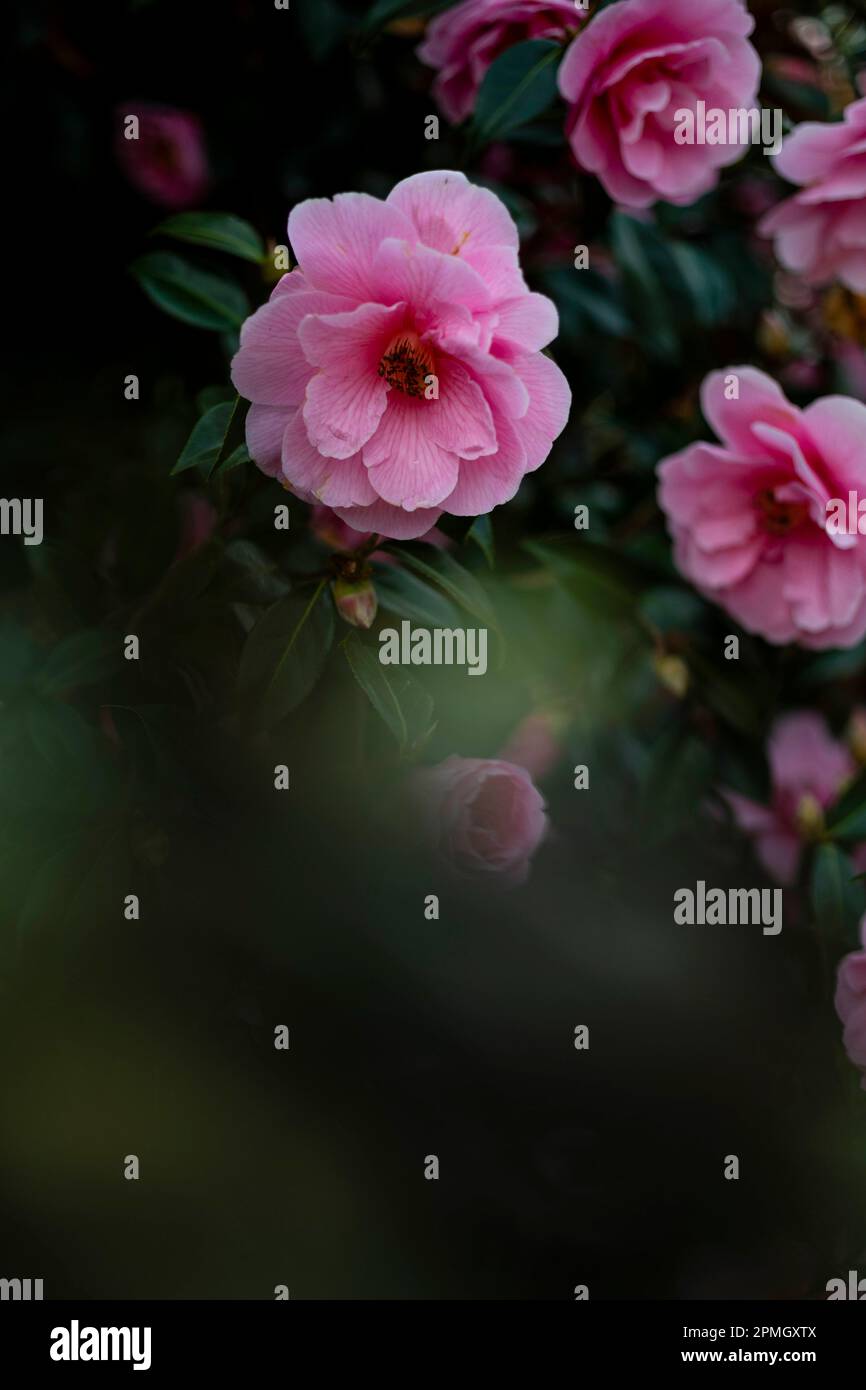 Japanese camellia, Beautiful pink flower Stock Photo