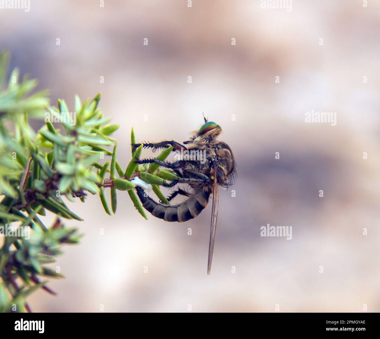 Promachus Insects on a Tree in Nature Stock Photo - Alamy