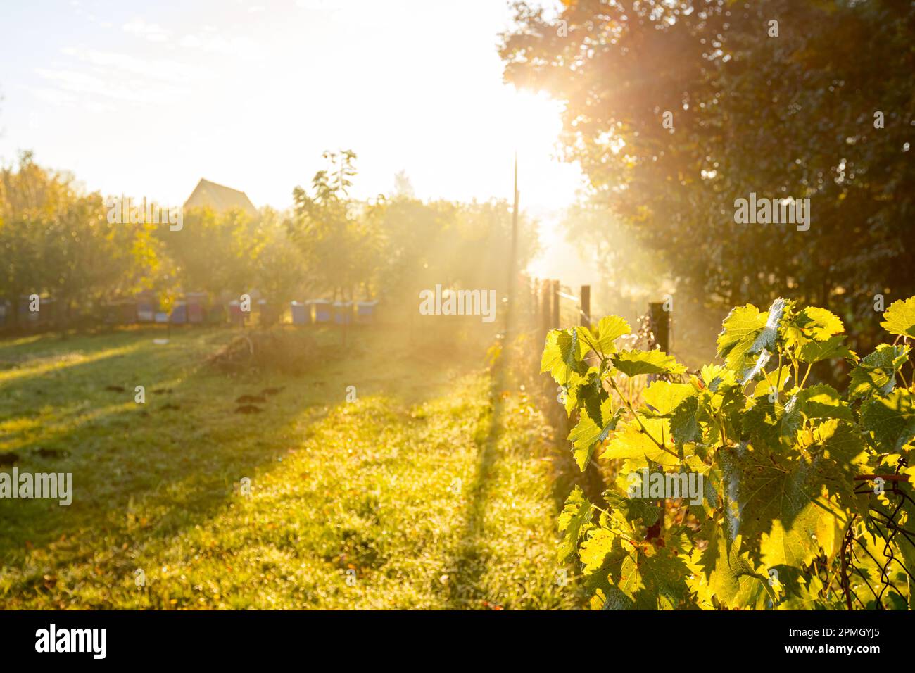 Backlight of early morning autumn Sun, trough mist over row of