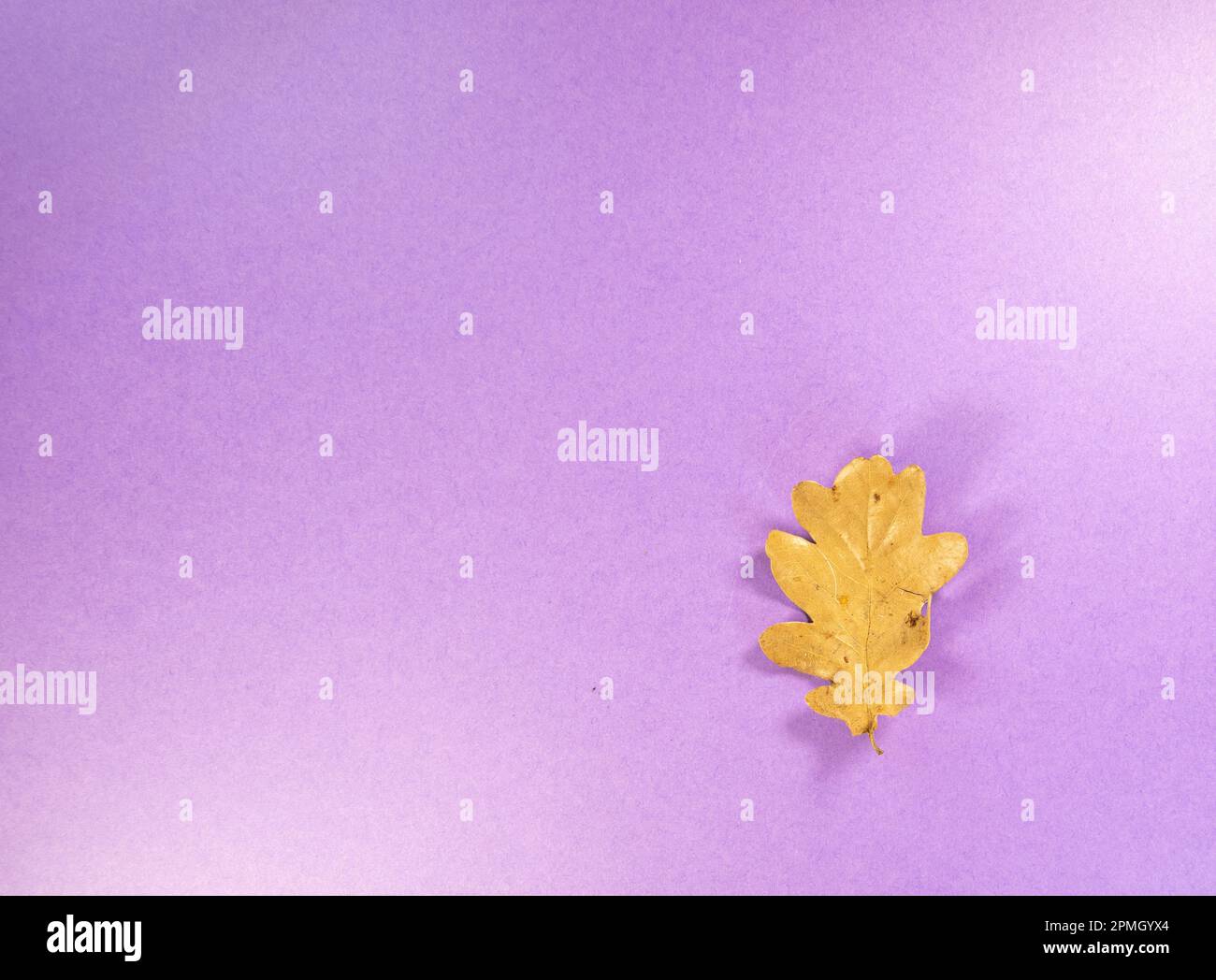 single brown Autumn English Oak leaf isolated on a purple background Stock Photo