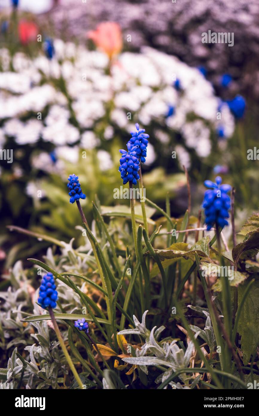 Blue Spring flower Stock Photo Alamy