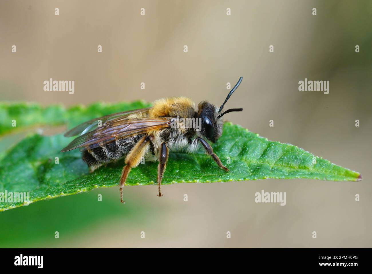 Natural closeup on a colorful female grey -gastered mining bee, Andrena ...