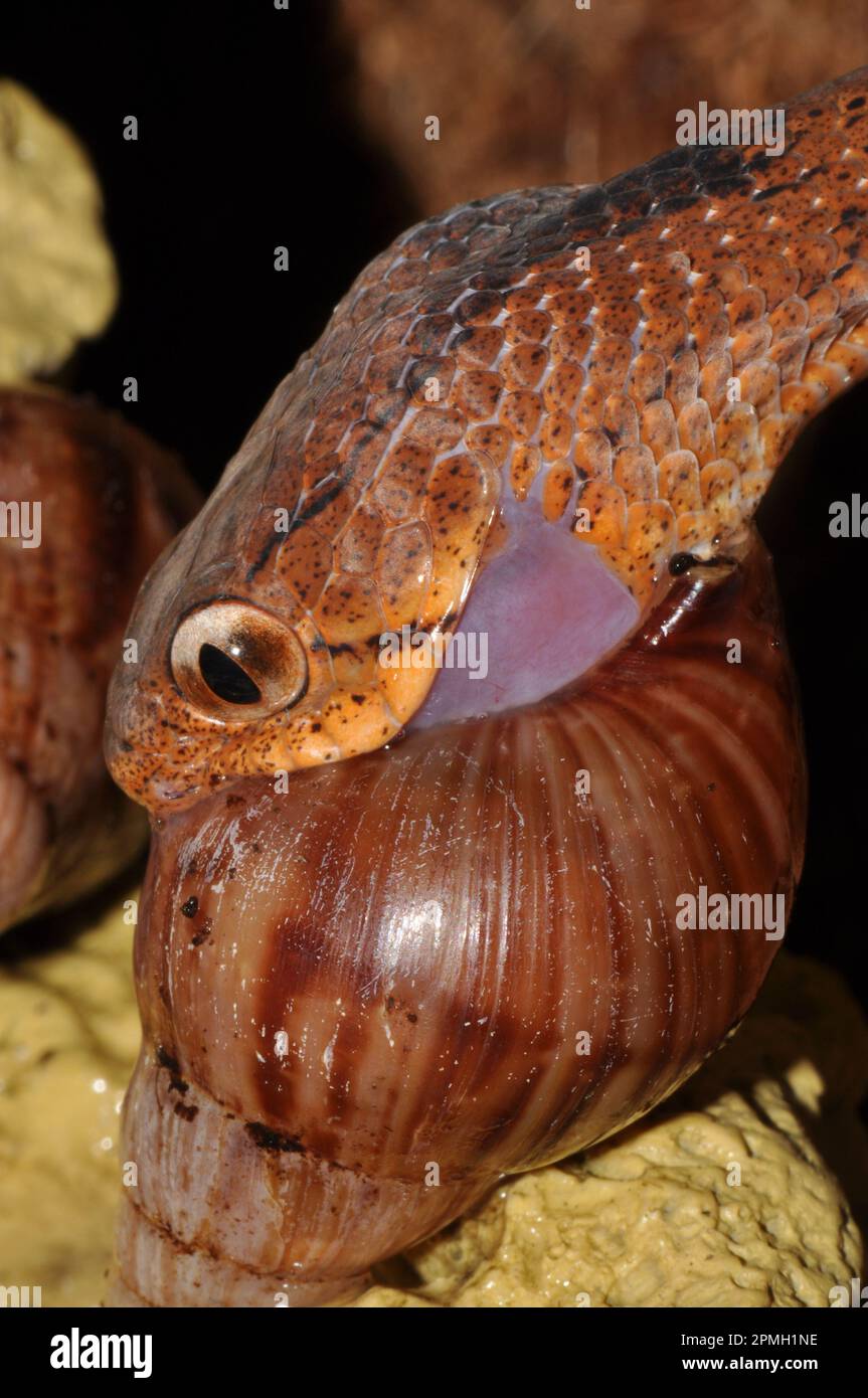 Pareas carinatus, Gekielte Schneckennatter, keeled snail eating snake
