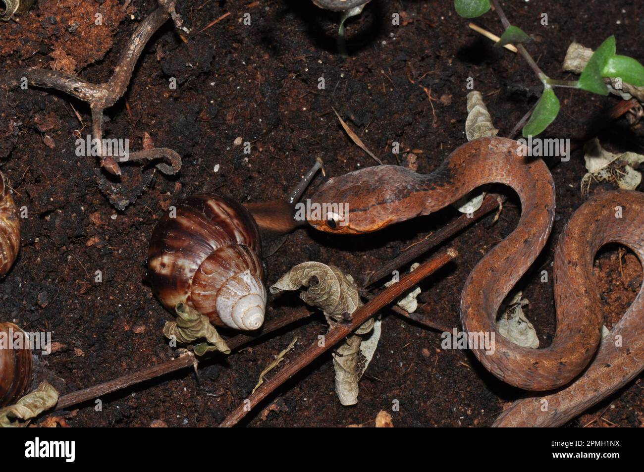 Pareas carinatus, Gekielte Schneckennatter, keeled snail eating snake Stock Photo